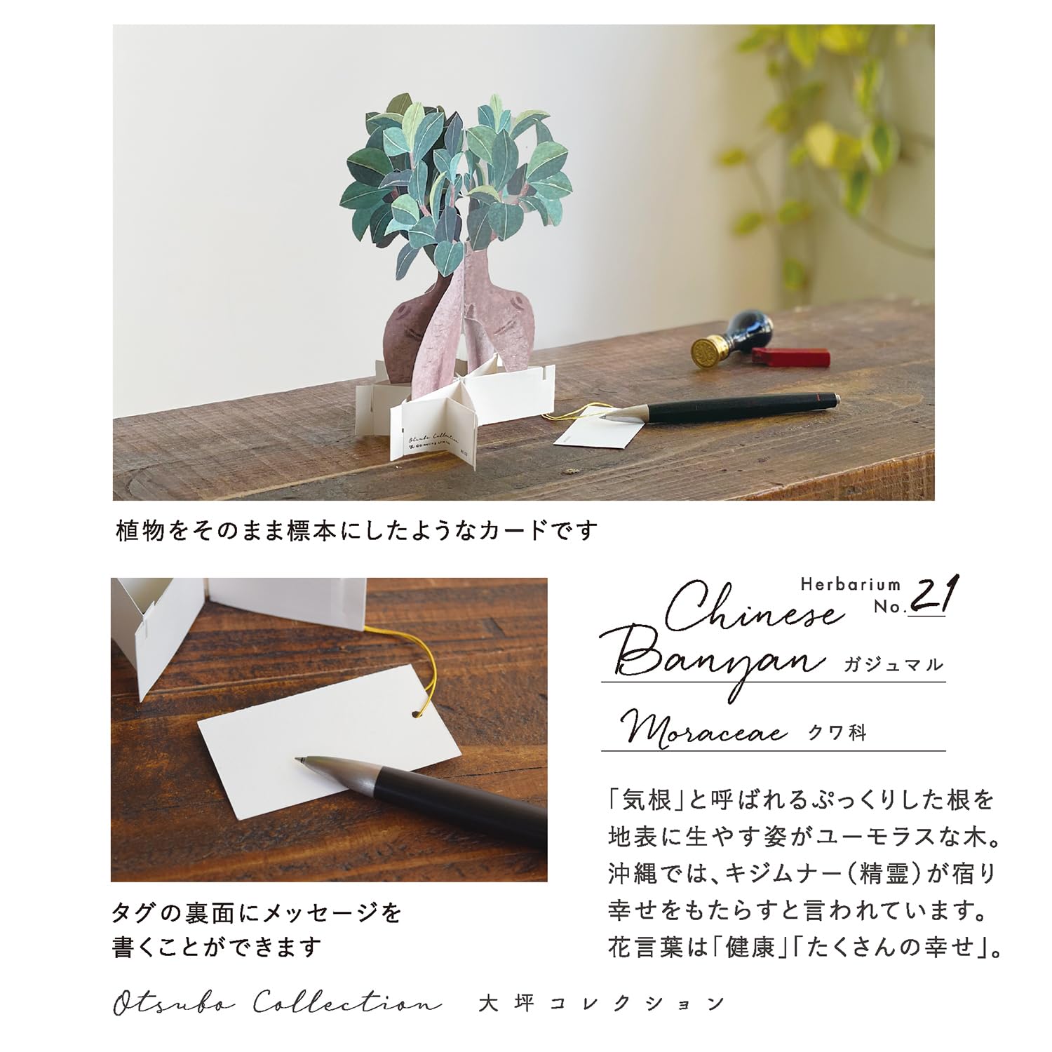 Amazon | グリーティングライフ ブルーミングカード ガジュマル 観葉